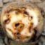 Potato Ring Rot / Clavibacter