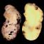 Potato Rot Nematode