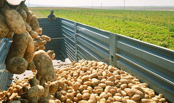 US Potato sales at retail remain strong