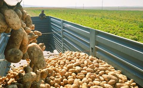 Potato sales at retail remain strong
Potato sales at retail remain strong