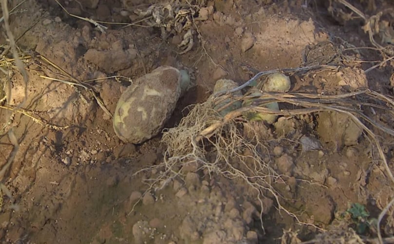 Peters says common scab is 'disfiguring' and causes significant lesions on the potato. (Courtesy: Kirk Pennell)