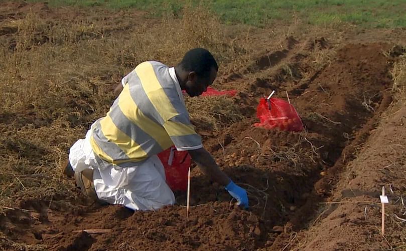 Fofana describes this field of potatoes as 'a unique collection in the world.'(Courtesy: Shane Hennessey)