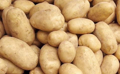 Imported seed potatoes include varieties such as Diamond, Carolus, Margarita, Barcelona, and Accent
Imported seed potatoes include varieties such as Diamond, Carolus, Margarita, Barcelona, and Accent