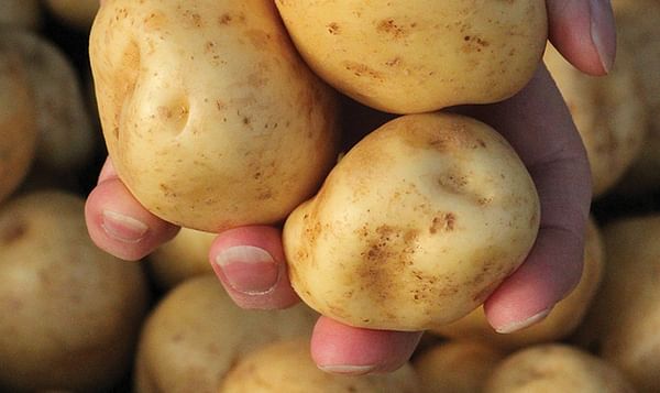 The West Bengal state government (India) has a plan in place to curb spike in prices of potatoes