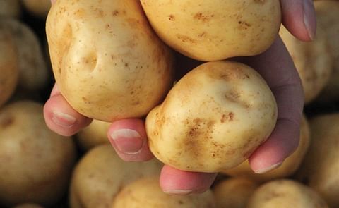 The West Bengal state government (India) has a plan in place to curb spike in prices of potatoes
The West Bengal state government (India) has a plan in place to curb spike in prices of potatoes