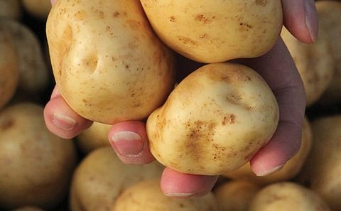 The West Bengal state government&nbsp;(India) has a&nbsp;plan in place to curb spike in prices of potatoes
