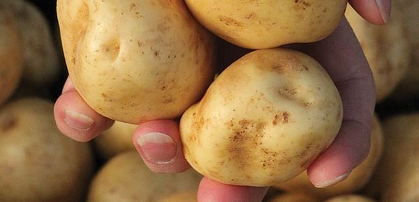 The West Bengal state government (India) has a plan in place to curb spike in prices of potatoes