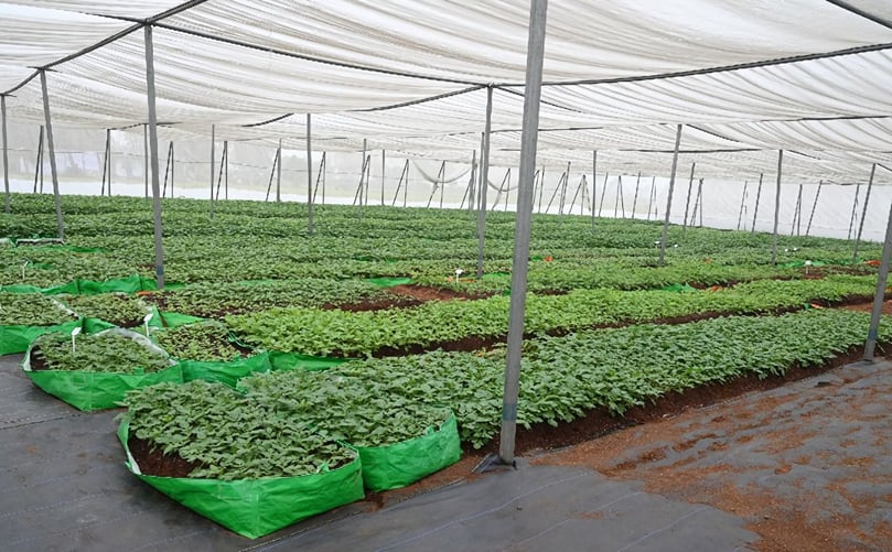 Potato seedlings Potato seedlings