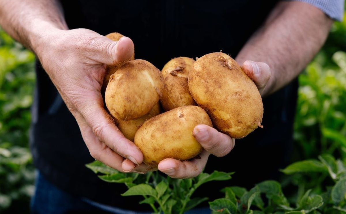 Australia faces nationwide potato shortage as extreme weather devastates South Australian crops — growers call it the toughest season in a decade