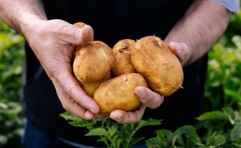 Australia faces nationwide potato shortage as extreme weather devastates South Australian crops — growers call it the toughest season in a decade Australia faces nationwide potato shortage as extreme weather devastates South Australian crops — growers call it the toughest season in a decade