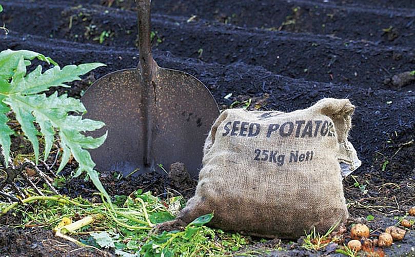 Don't bury spuds deep in cold trenches in September - they can rot before they see the sun. (Courtesy: Sally Tagg) Don't bury spuds deep in cold trenches in September - they can rot before they see the sun. (Courtesy: Sally Tagg)