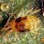 Mites