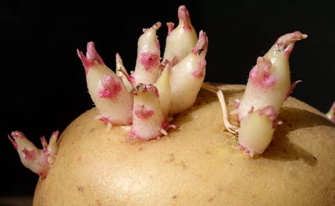 Scientists have found that the sprouting of a potato can be inhibited by coating the tuber with hydrophobic nano silica Scientists have found that the sprouting of a potato can be inhibited by coating the tuber with hydrophobic nano silica