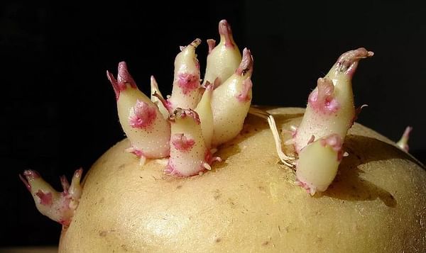 Chinese scientists prevent potato sprouting with hydrophobic nano silicsa