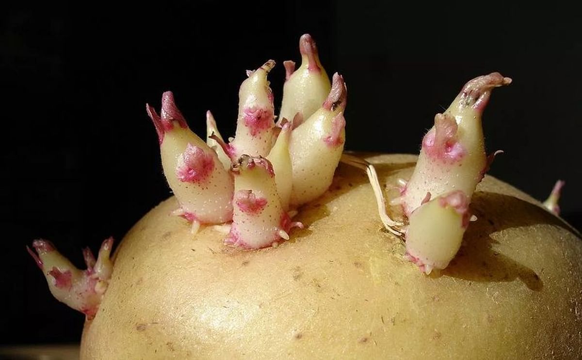 Scientists have found that the sprouting of a potato can be inhibited by coating the tuber with hydrophobic nano silica