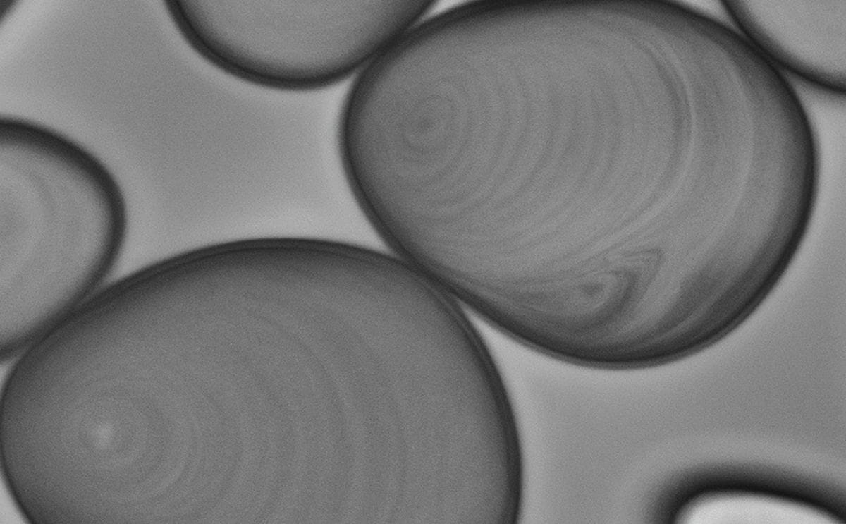 native potato starch native potato starch