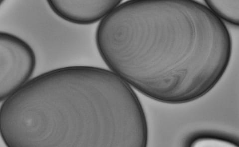 Daymer Ingredients reports higher Potato Starch Prices Daymer Ingredients reports higher Potato Starch Prices