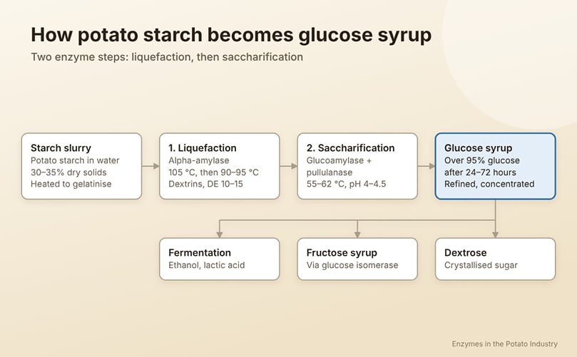 Enzymatic Conversion of Potato Starch to Glucose Enzymatic Conversion of Potato Starch to Glucose