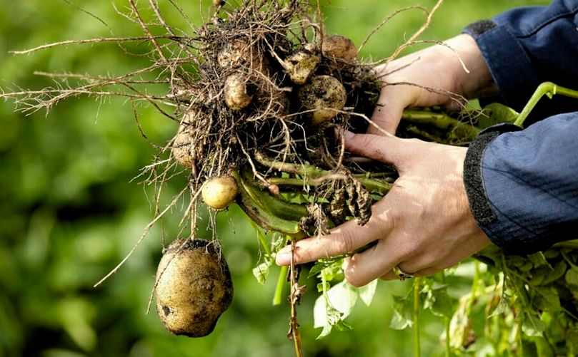 It is hoped that by identifying the deleterious genes in potatoes farmers and breeders will be able to breed new, resilient strains of the crop.