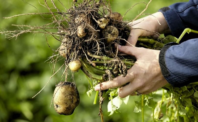 It is hoped that by identifying the deleterious genes in potatoes farmers and breeders will be able to breed new, resilient strains of the crop.