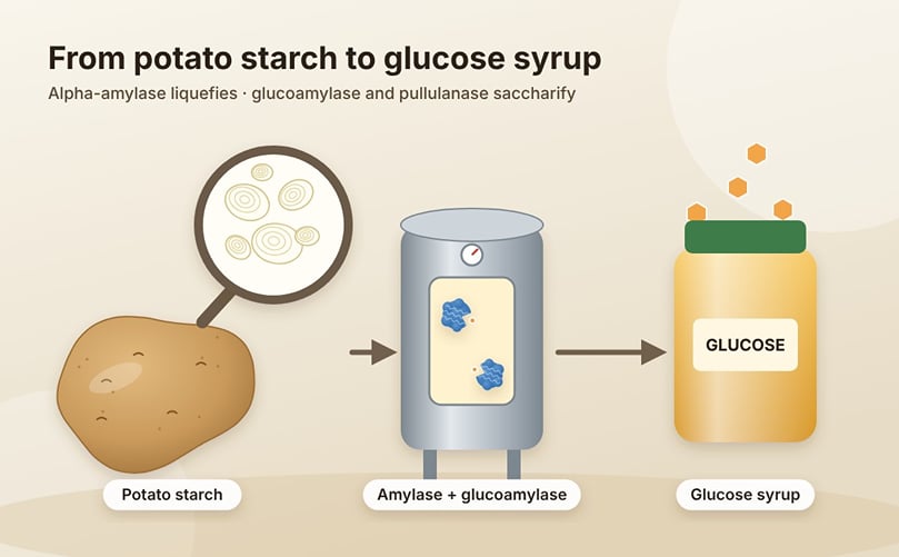 From Potato Starch to Glucose Syrup From Potato Starch to Glucose Syrup