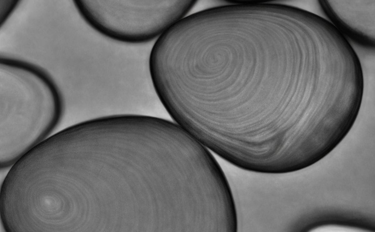 Thai study links starch granule size to starch blend properties