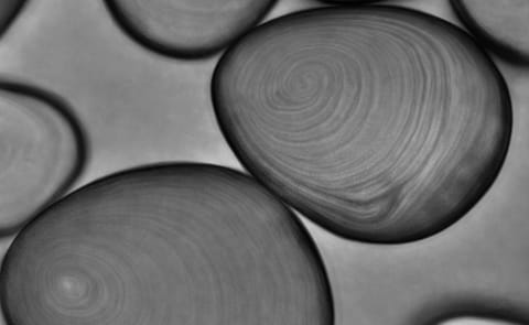 Thai study links starch granule size to starch blend properties Thai study links starch granule size to starch blend properties