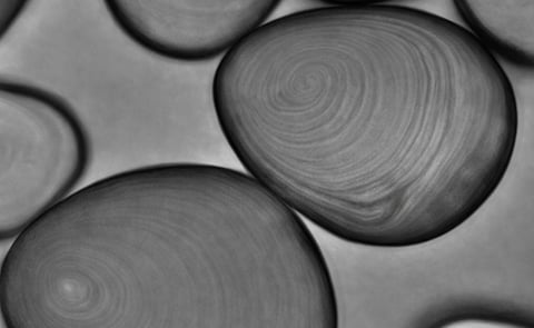 Thai study links starch granule size to starch blend properties Thai study links starch granule size to starch blend properties