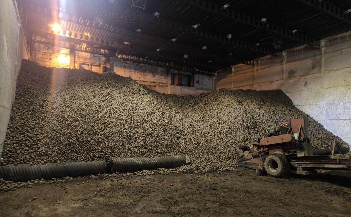 The final potatoes remain in storage at Royal Avebe's Solan facility in Poland before being transferred to production, marking the closing phase of the site's first joint processing campaign.