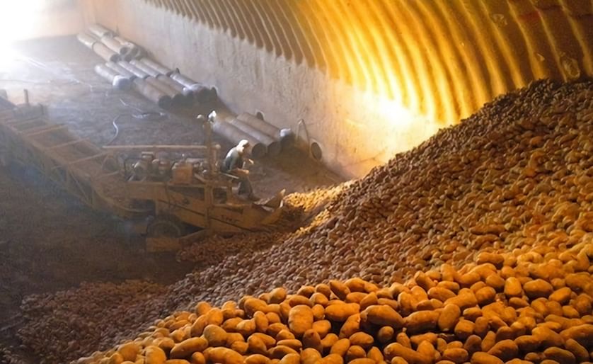 Typical Bulk Potato Storage for processing in the Pacific North West (Courtesy: Pleasant Valley Potato)