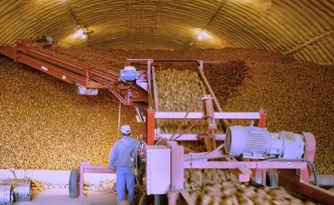 Potatoes are loaded into long-term storage as Cellar Insights launches the Rotten Potato Data Project, inviting growers to share historical spoilage data to help develop AI-powered early warning systems that detect storage risks before losses occur. Potatoes are loaded into long-term storage as Cellar Insights launches the Rotten Potato Data Project, inviting growers to share historical spoilage data to help develop AI-powered early warning systems that detect storage risks before losses occur.