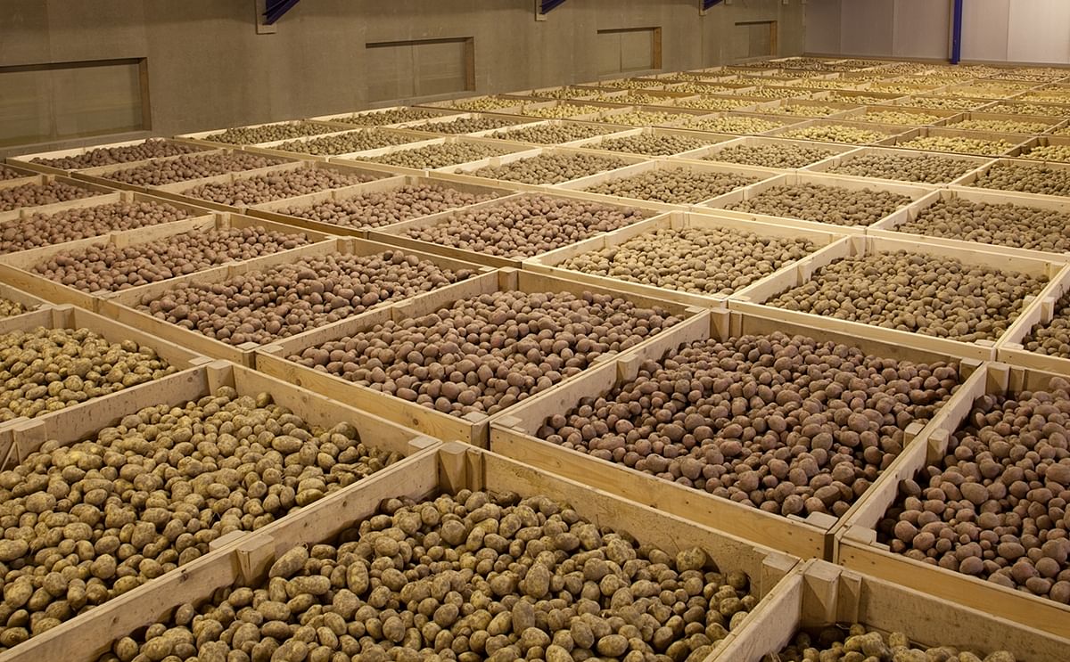 'Proper storage needed for valuable potato crop'
