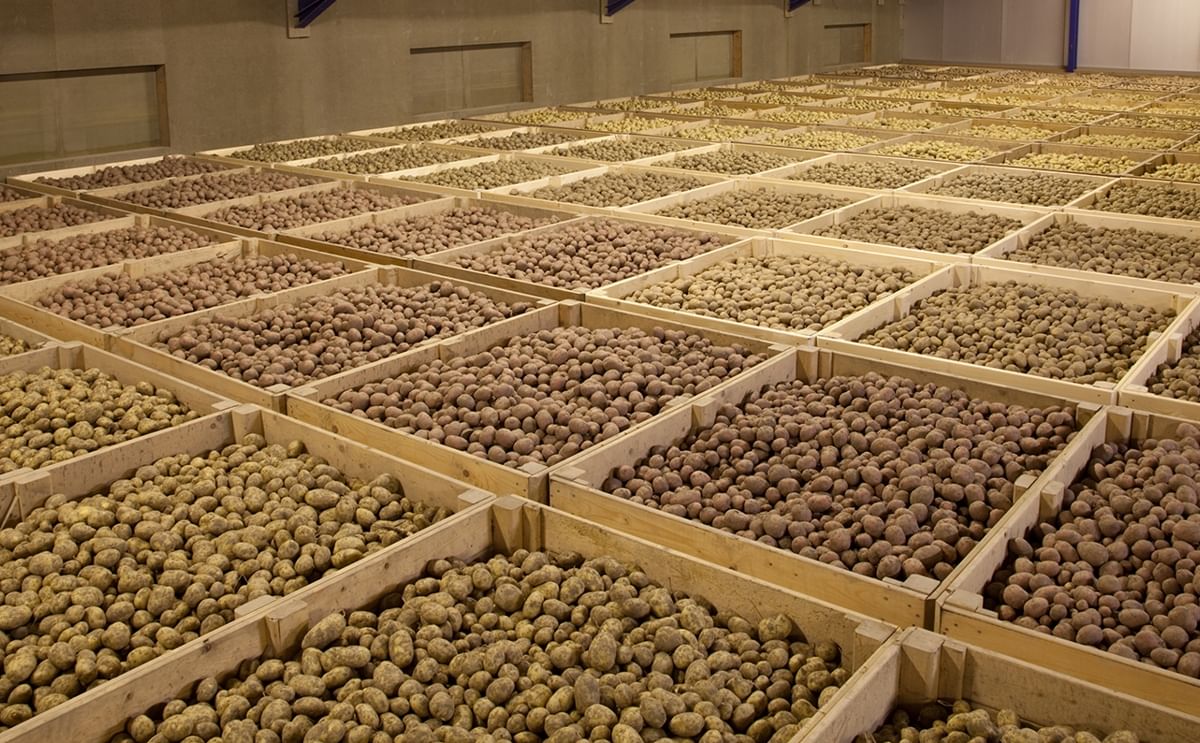 Potato storage in boxes Potato storage in boxes