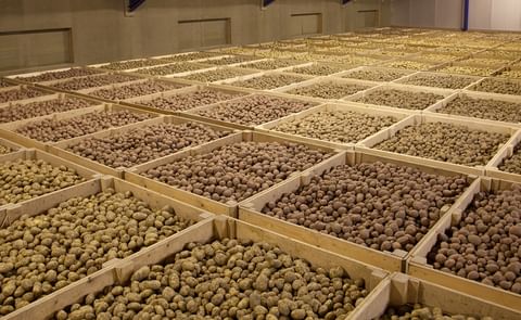 'Proper storage needed for valuable potato crop' 'Proper storage needed for valuable potato crop'