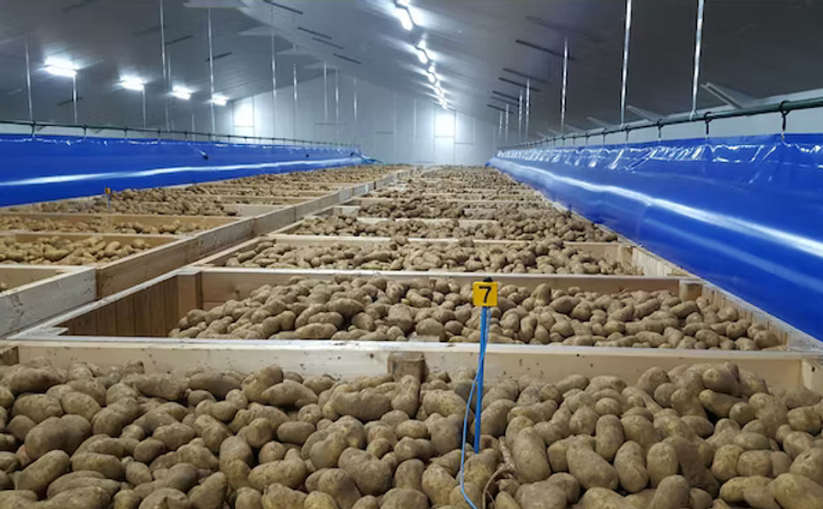 Potato Storage in boxes