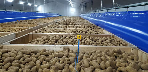 Potato growers in Bangladesh worried for lack of storage facility