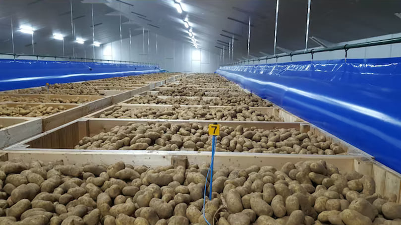 Potato Storage in boxes Potato Storage in boxes