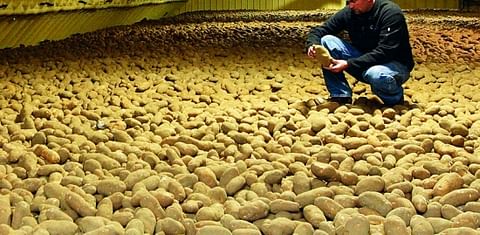 Bulk potato storage United States (Courtesy IVI)