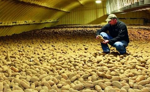 Major US Potato States held 263 million cwt in stock per December 1, 2014 Major US Potato States held 263 million cwt in stock per December 1, 2014