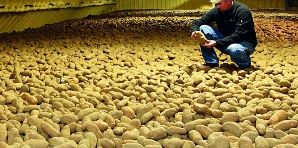 Bulk potato storage United States (Courtesy IVI)