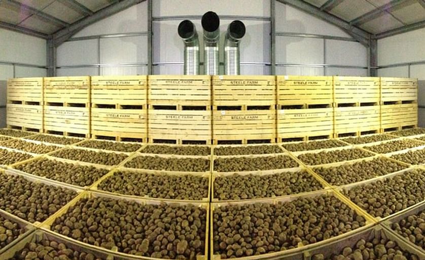 Potatoes stored in recently constructed Box Storage building (Courtesy: Steele Farm)
