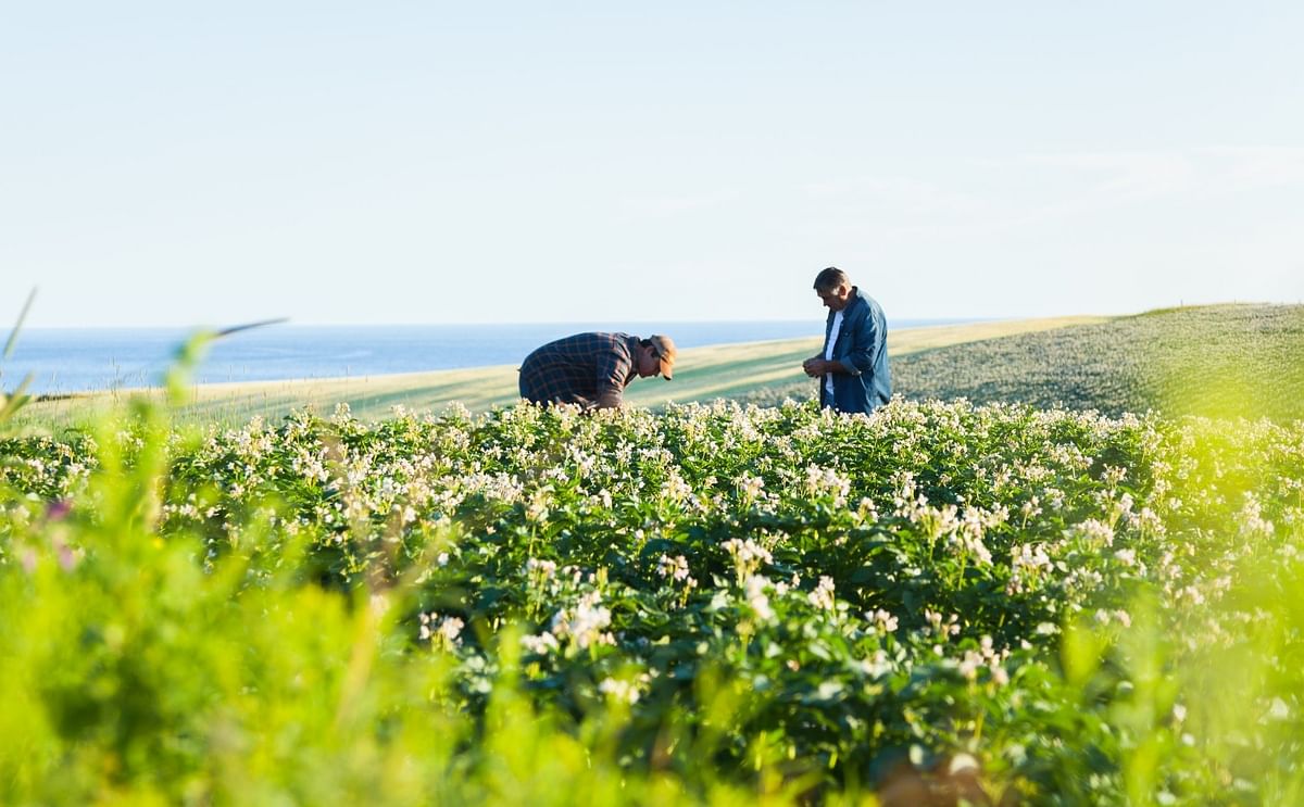 Key players in the potato industry in the United States and Canada announced at Potato Expo 2020 the creation of a new organization dedicated to sustainability in the potato sector: the Potato Sustainability Alliance.