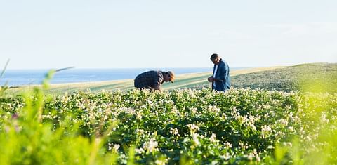 The Potato Sustainability Alliance: Driving Sustainability in the North American Potato Sector