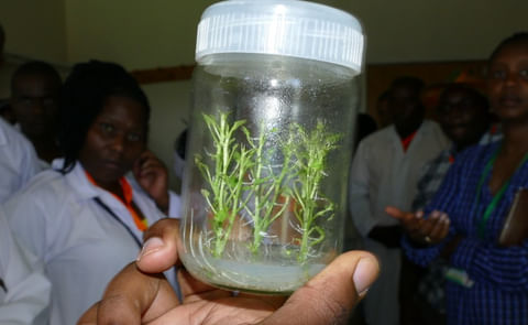Potato tissue culture provides farmers with healthy potato seeds. Potato tissue culture provides farmers with healthy potato seeds.