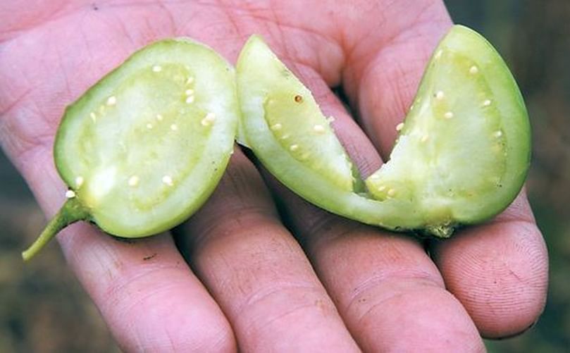 Potato fruits containing true seeds