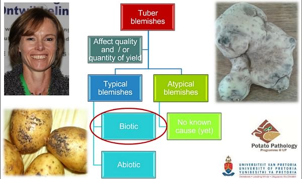 Blemishes of Table Potatoes: Common Biotic Causes 