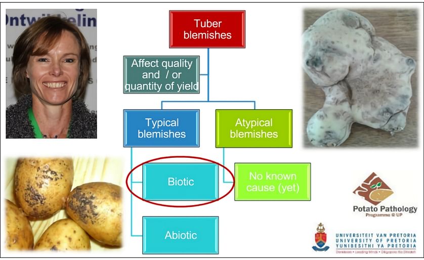 In this "Focus on Potato" presentation on potato blemishes, Jacquie van der Waals (Professor, Department of Plant Science, University of Pretoria, South Africa) focuses on known biotic causes.
