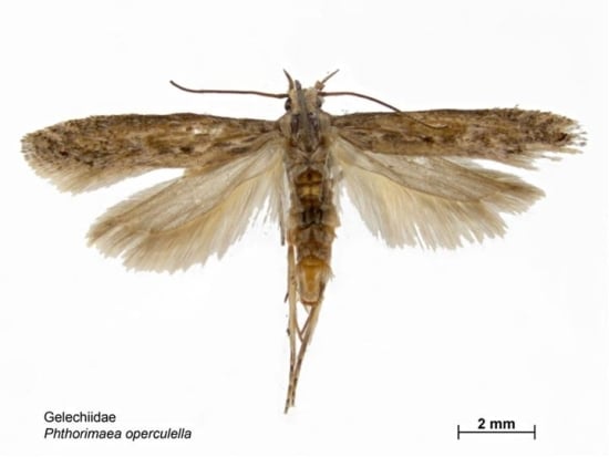 Potato Tuber Moth (Potato Tuber Worm) (Phthorimaea operculella) Potato Tuber Moth (Potato Tuber Worm) (Phthorimaea operculella)