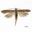 Potato Tuber Moth