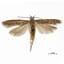 Potato Tuber Moth